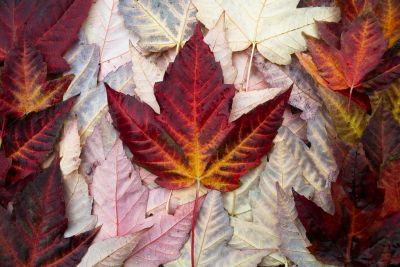 Source Flickr commons: mike_gabelmann